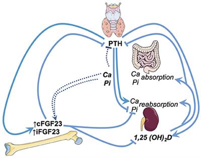 FGF23 in Cardiovascular Disease: Innocent Bystander or Active Mediator?